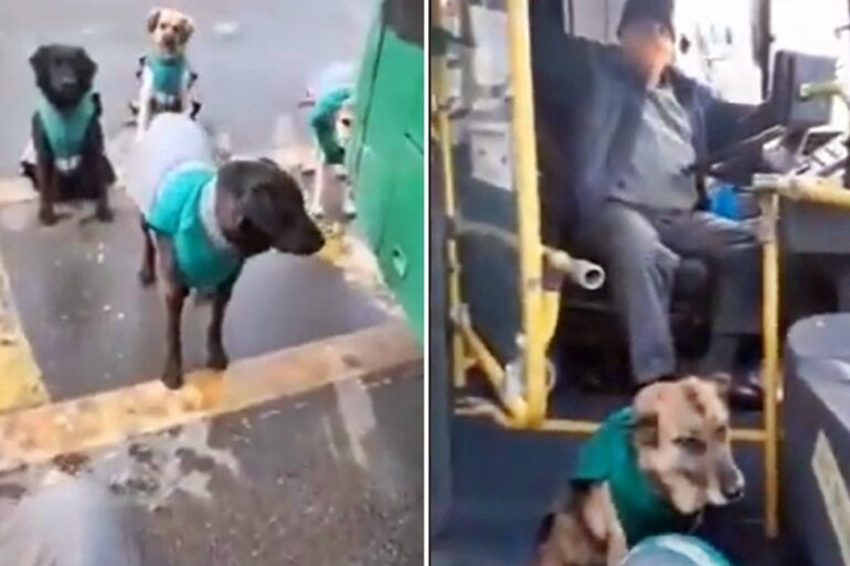 perros buses vule