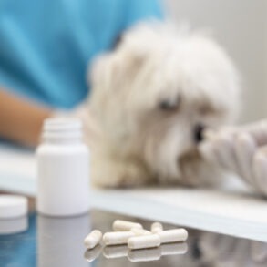 Medicamentos veterinarios