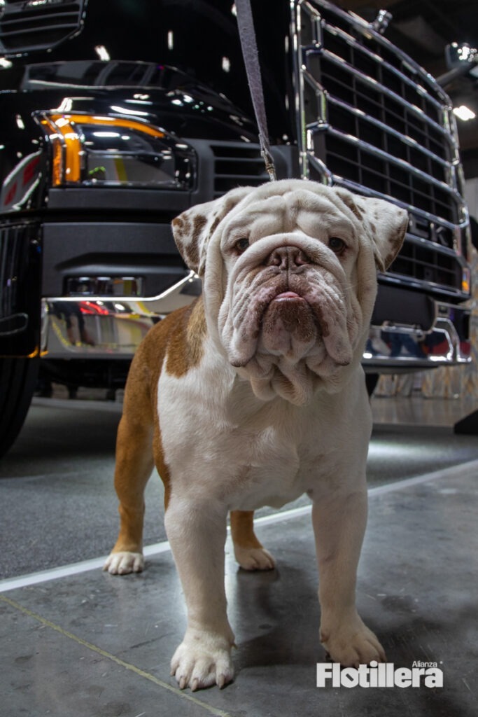 Mack TTM