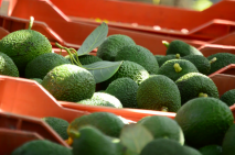 Transporte refrigerado, lleva el aguacate mexicano al mundo